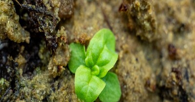 कई बीज उन पौधों के हैं जो सैंकड़ों साल पहले विलुप्त हो गए थे (इमेज- फाइल फोटो) 