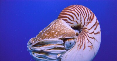 समंदर की गहराई में मिला यह जीव. 