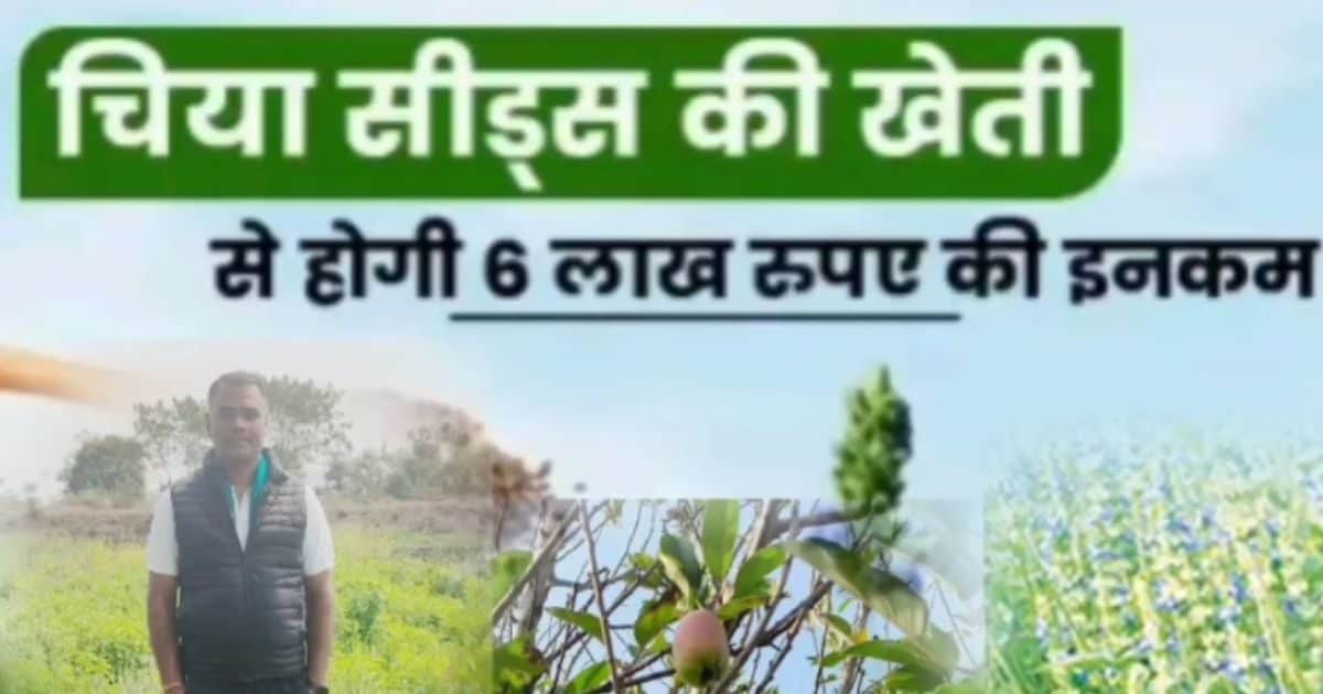 कोचिंग छोड़ किसान बना ‘सुपरफूड’ का बादशाह! 1 एकड़ में डेढ़ लाख तक कमाई