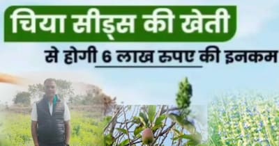 चिया सीड्स की खेती से मुनाफा