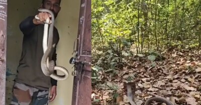 कोबरा को खिलौना समझकर पकड़ा, फिर फन फैलाकर खड़ा हो गया सांप