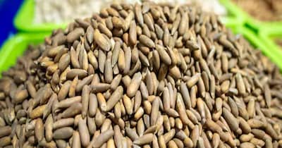 पहाड़ी पर उगने वाले चिलगोजे का इलीगल ट्रेड इसे रेयर बनाता जा रहा है (इमेज- फाइल फोटो) 