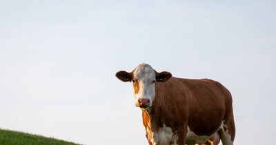 घर से निकलते समय दिखने वाले शुभ संकेत