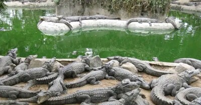 गुजरात के मलातज गांव में महिलाएं 100+ मगरमच्छों के साथ बेखौफ तालाब में उतरती हैं.