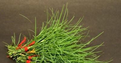 Durva Grass: A Health Boon Beyond Worship, Surprising Benefits Revealed