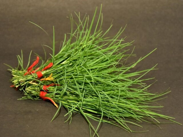 नवरात्र की पूजा में इस्तेमाल होने वाला ये घास, सेहत के लिए वरदान, जानें फायदे