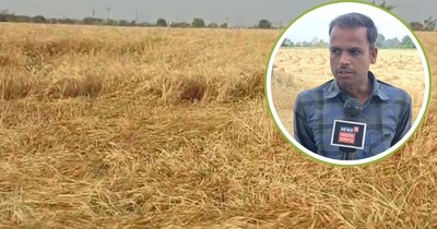 एमपी के कई जिलों में बारिश से फसलों को नुकसान हुआ है. 