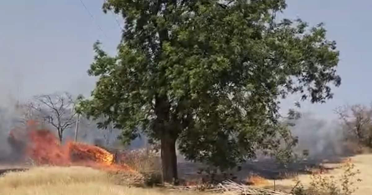 बैतूल में आग का तांडव, 8 गांवों में मचा दी तबाही; गेहूं की फसल बर्बाद;