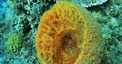 आखिर कौन सा जानवर धरती पर सबसे पहले आया था (इमेज- फाइल फोटो) 