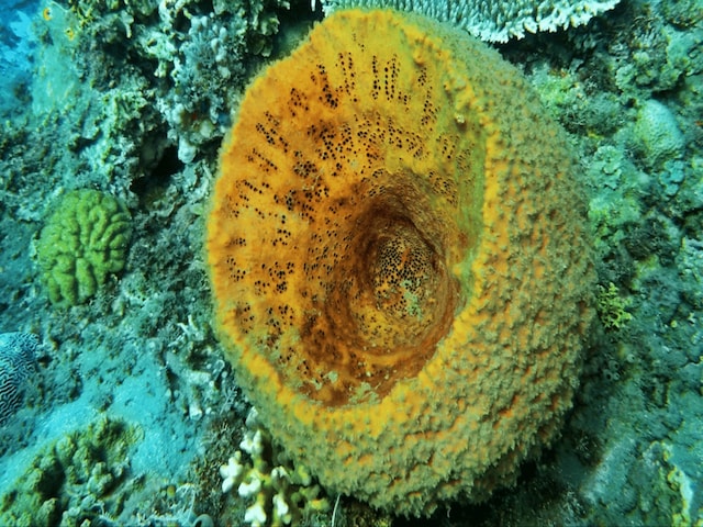 मिल गया धरती का सबसे पहला जानवर! 541 मिलियन साल से भी ज्यादा पुराना