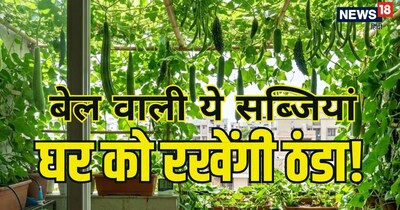 लता वाली ये सब्जियां दीवारों और खिड़कियों पर एक 'थर्मल इंसुलेटर' की तरह काम करेंगी. 