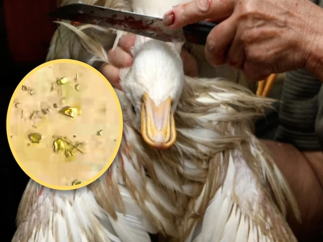 10 grams of gold found in duck's stomach, butcher's luck changed