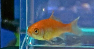 मछली ने बनाया ड्राइविंग का वर्ल्ड रिकॉर्ड. (फोटो: Guinness World Record)