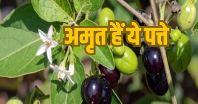 जड़ी-बूटियों वाले पत्ते. 