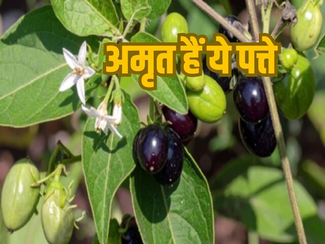 गर्मियों में ये 5 पत्तियां खाईं तो बीमारियां रहेंगी दूर! शरीर रहेगा फिट