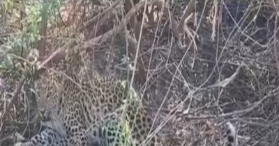 पाली में फंदे में फंसा तेंदुआ, ट्रैंकुलाइज कर किया गया रेस्क्यू. देखने उमड़ी ग्रामीणों की भीड़.