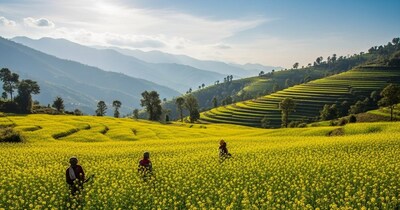 अरुणाचल प्रदेश, सिक्किम, त्रिपुरा और मणिपुर में लहलहाएगी कानपुर के सीएसए की सरसों, बढ़ेगी पैदावार और तेल उत्पादन.