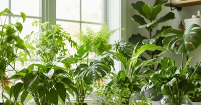 Top 6 Indoor Plants That Thrive Without Soil, Keeping Your Home Cool