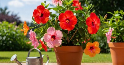 गर्मियों में गुड़हल में कौन सी खाद डालें?