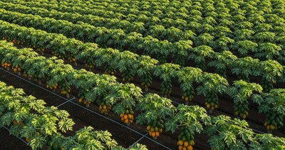 Bihar Farmers Strike Gold with Papaya: Earn Up to 1.8 Million Annually!