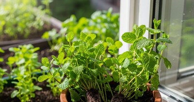 घर में पुदीना उगाने के तरीके