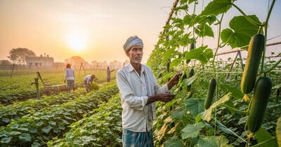 जहानाबाद के किसान मनीष कुमार ने खीरे की खेती से 100 दिन में कमाए 3.5 लाख रुपये.