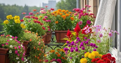 मार्च में लगाए जाने वाले 6 तरह के फूलों के पौधे