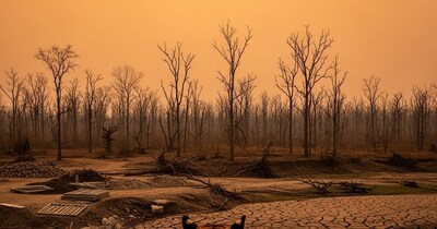 मध्य प्रदेश में घटते जंगल, बने मुसीबत, मुश्किल में टाइगर की जान