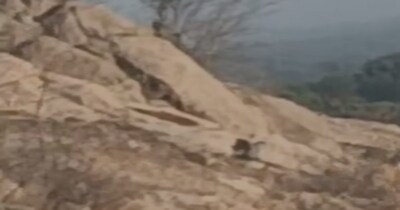 पाली में मादा लेपर्ड और शावक की नई एंट्री, क्या कुंभलगढ़ बनेगा नया ठिकाना.