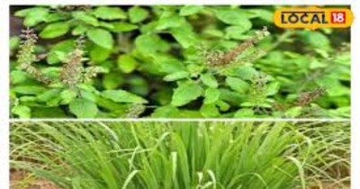 तुलसी और जराकुश के फायदे