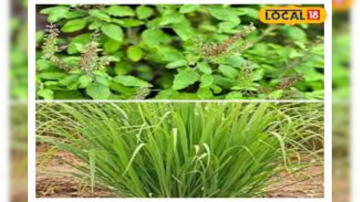 तुलसी और जराकुश का ऐसे करें सेवन, कई बीमारियों में मिलेगा फायदा – News18 हिंदी