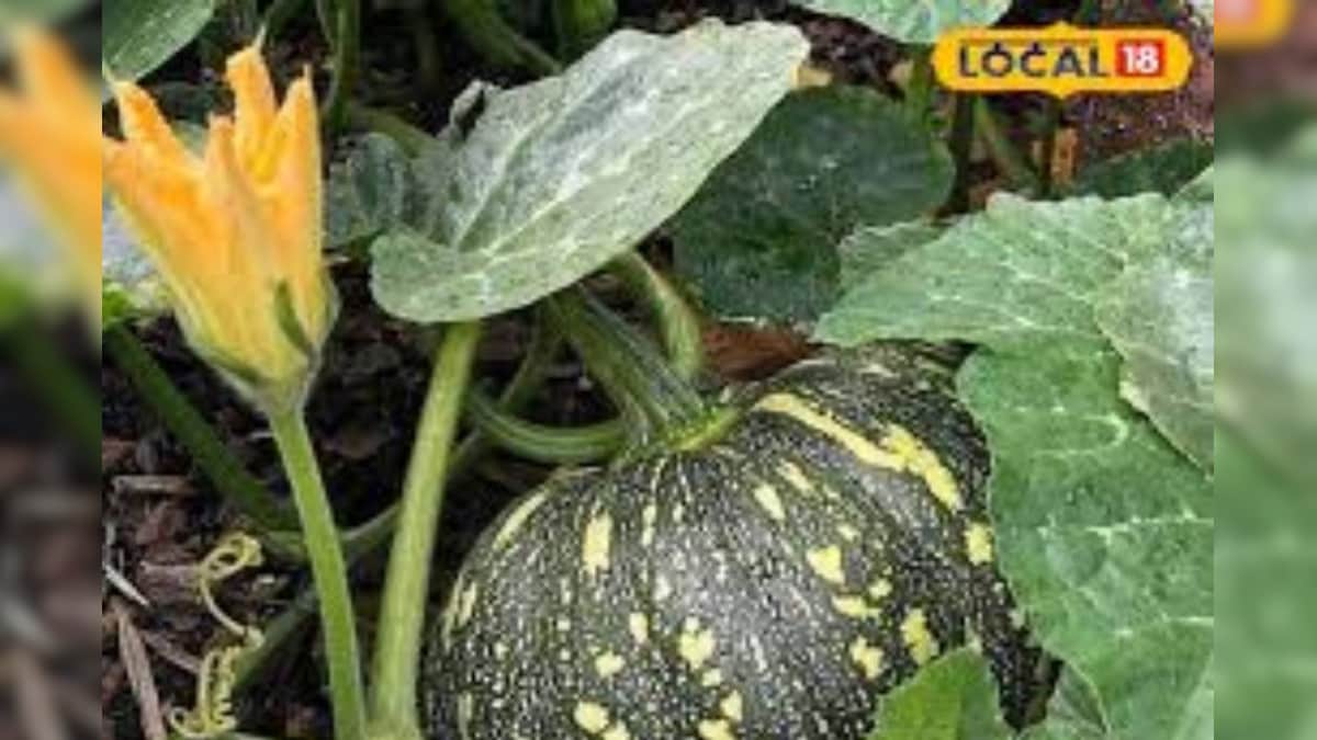 कद्दू की खेती से होगा तगड़ा मुनाफा, सही दूरी और समय पर करें बुवाई, मिलेगी बंपर पैदावार