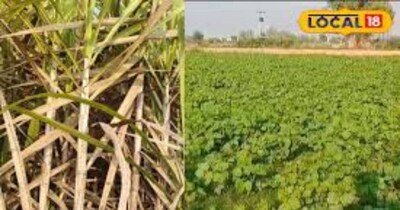 फिरोजाबाद में गन्ना और मूंग की खेती