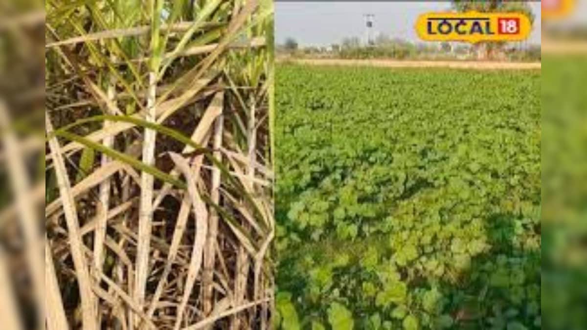 मूंग के साथ गन्ने की प्राकृतिक खेती, किसान कमा रहा लाखों; जानें दो फसल उगाने का तरीका