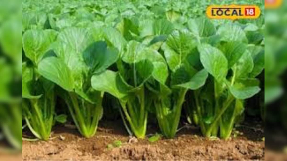 कम लागत में ज्यादा मुनाफा! बहराइच का किसान कर रहा पालक की खेती, हो रही अच्छी आमदनी