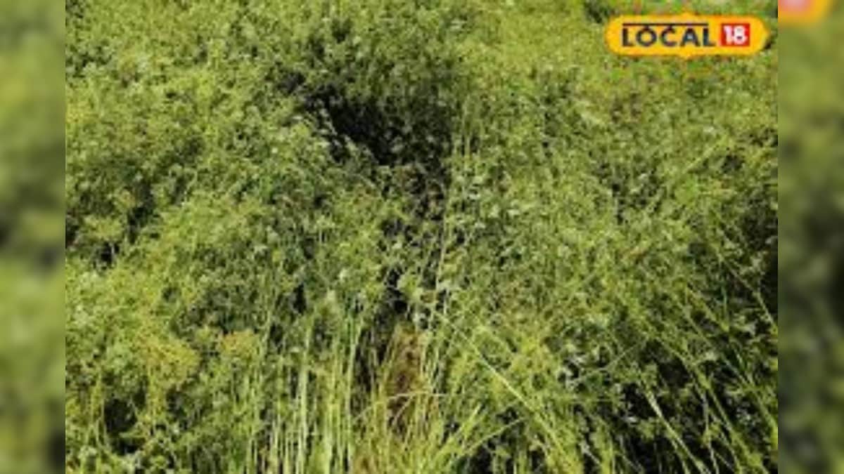 नौकरी छोड़ औषधीय खेती की चुनी राह, उगाया खुरसवेनिया अजवाइन, हो रहा दोगुनी आमदनी