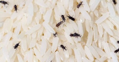 तांदळात किडे? मिनिटांत पळवून लावण्यासाठी हे 4 घरगुती उपाय करा!