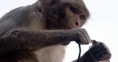 चश्मा चोर बंदरों को भगाने के लिए प्रशासन ने लगाया जुगाड़. (फाइल फोटो)