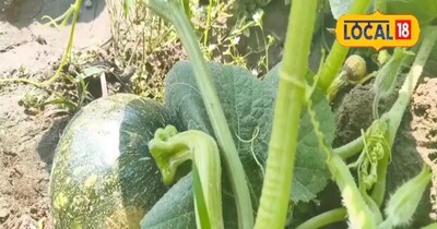 कद्दू की खेती