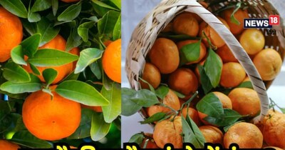 सिट्रस फलों में संतरा और किन्नू एक जैसे लगते है दिखने में. 