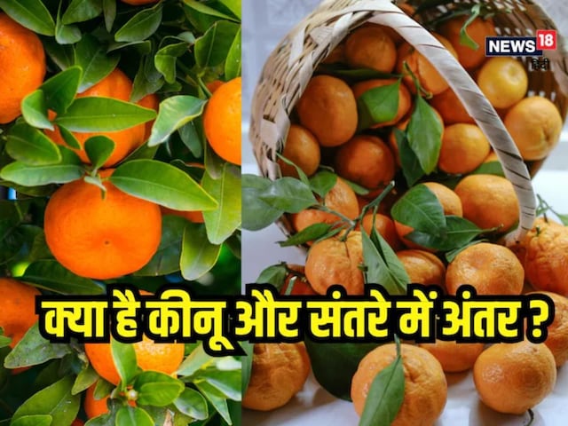 Orange and Kinnow look similar, but the effect on health is completely different! 