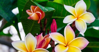 घर पर केतकी का फूल कैसे उगाएं?