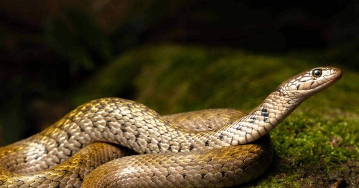 खुरदरी खाल और गजब का छलावा! भारत में पहली बार दिखे पड़ोसी मुल्क के खास 2 किलबैक सांप