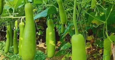 Grow Your Own Lauki: Rooftop Gardening Tips for Summer Harvest