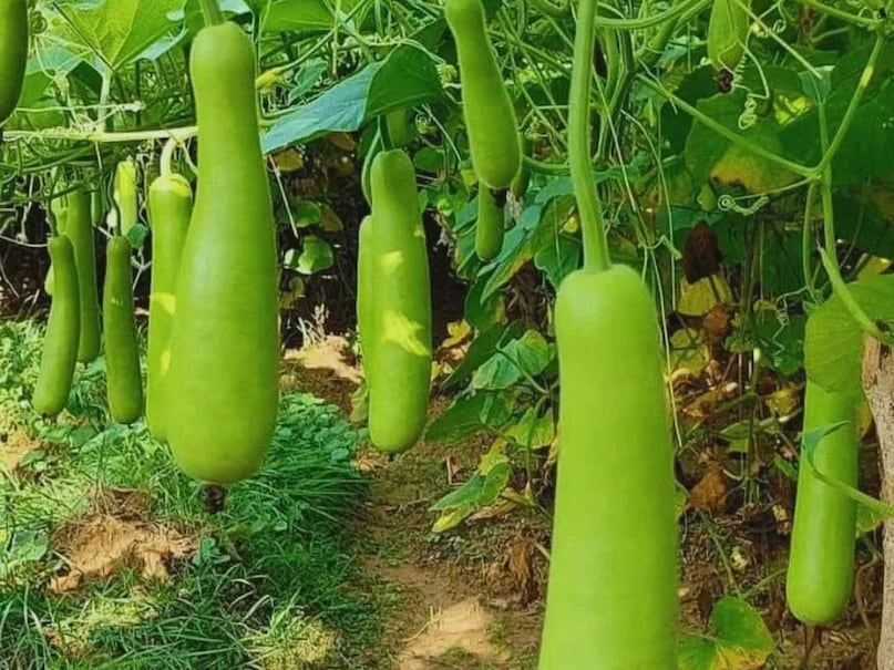 water rich fruits for hydration, high water content vegetables list, foods to prevent dehydration in summer, hydrating foods for hot weather, best fruits for body cooling, summer diet for hydration, पानी से भरपूर फल और सब्जियां, शरीर में पानी की कमी कैसे दूर करें, गर्मियों में क्या खाएं हाइड्रेशन के लिए, डिहाइड्रेशन से बचने वाले फूड्स