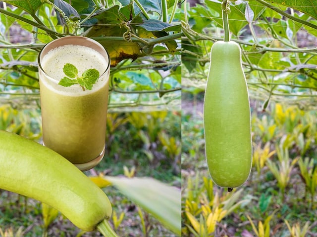 छोड़िए संतरा और अनार, गर्मियों में रोज पिएं लौकी का जूस ! शरीर को रखता है ठंडा