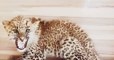 कटनी के एक क्रेशर प्लांट ऑफिस में दो माह का तेंदुआ शावक घुस आया.