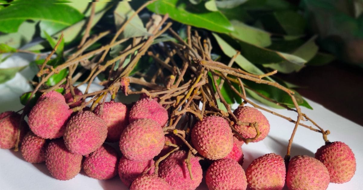 औषधीय गुणों को खजाना गर्मी में मिलने वाली लीची, लेकिन इस एक गलती से बिगड़ सकती है तबीयत