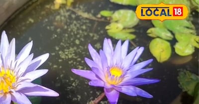 पानी में कैसे उगाएं लिली का पौधा