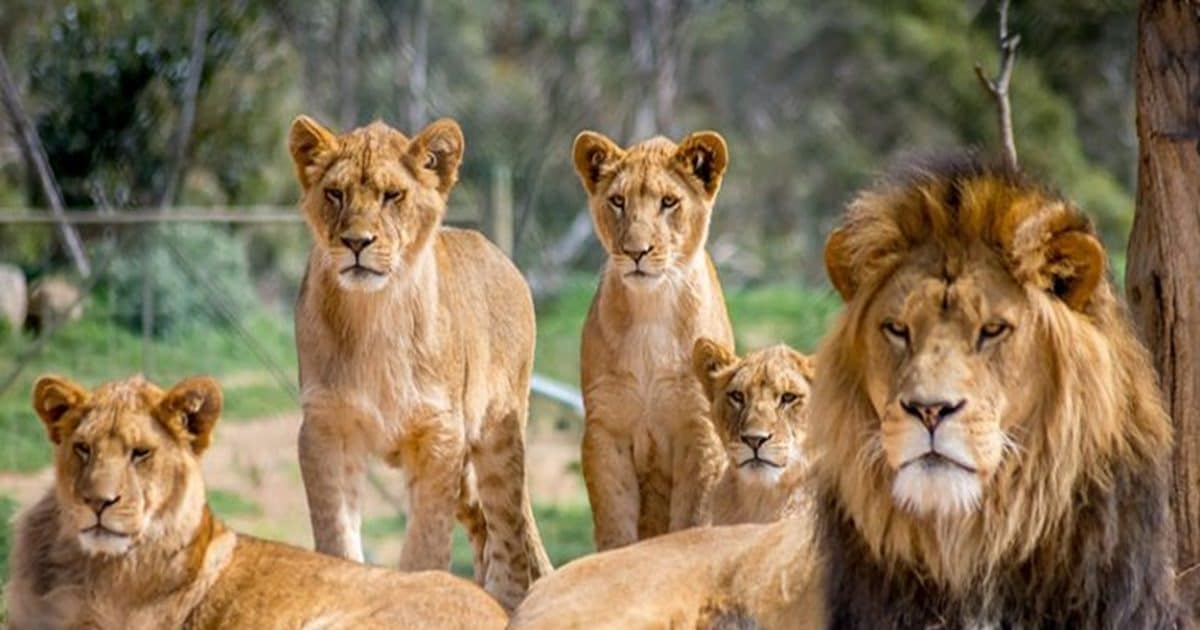 यहां बिकता है बब्बर शेर का मांस, चिकन-मटन की तरह खाते हैं लोग, कीमत जान रह जाएंगे हैरान